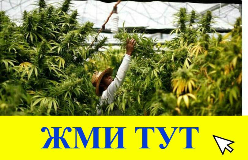 Купить наркотики в Судогде